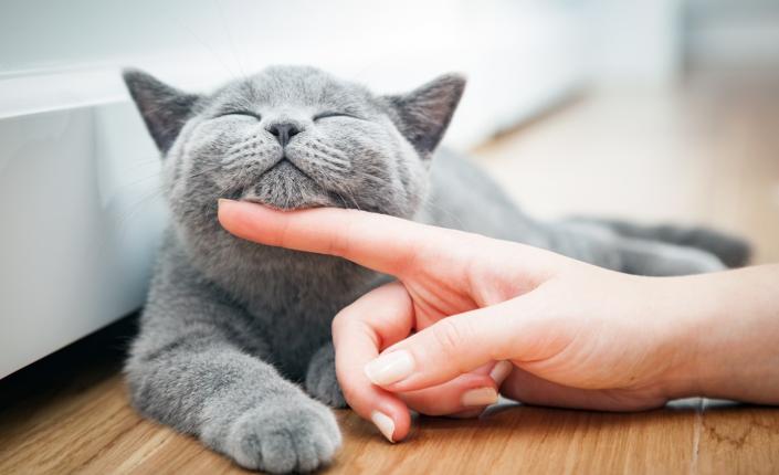 A woman’s hand strokes a happy kitten’s chin