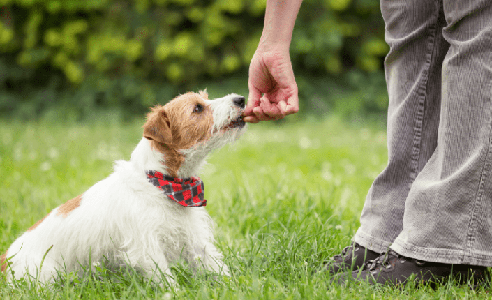 puppy eating a treat while sitting