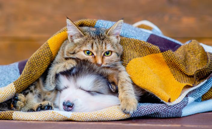 Tabby cat and malamute puppy sleep under a blanket