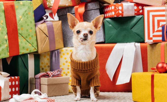 A chihuahua in a cozy sweater surrounded by many wrapped holiday presents