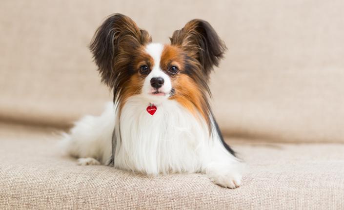 Papillon dog lying on the couch stretching his paws