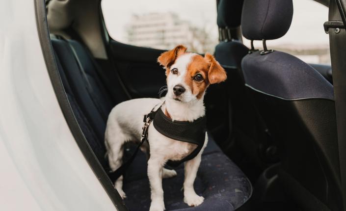 Dog standing in the back seat of car