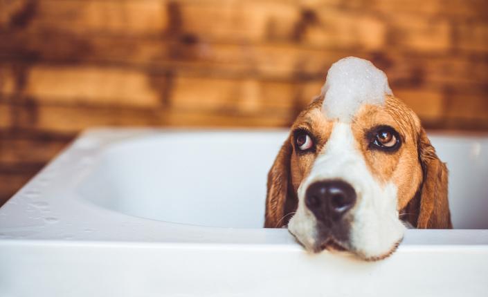 Beagle in bath with bubbles on head