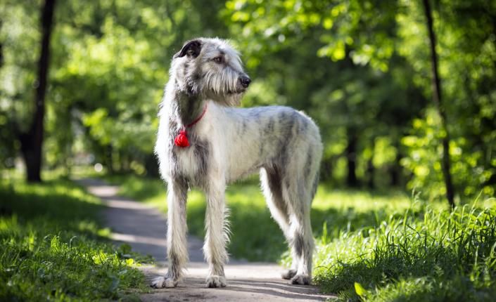 Irish Wolfhound standing on path
