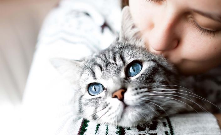 Grey cat being held by female pet parent