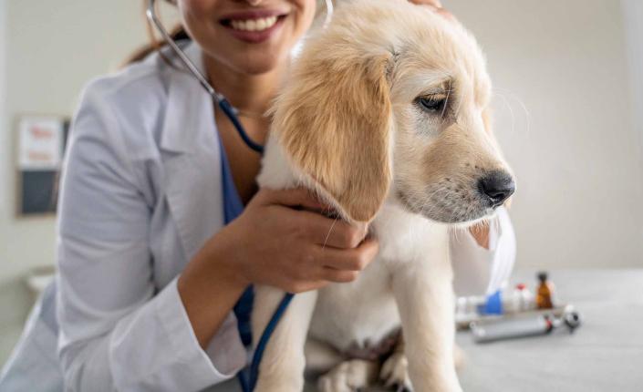 Female Veterinarian with a Yellow Lab Puppy