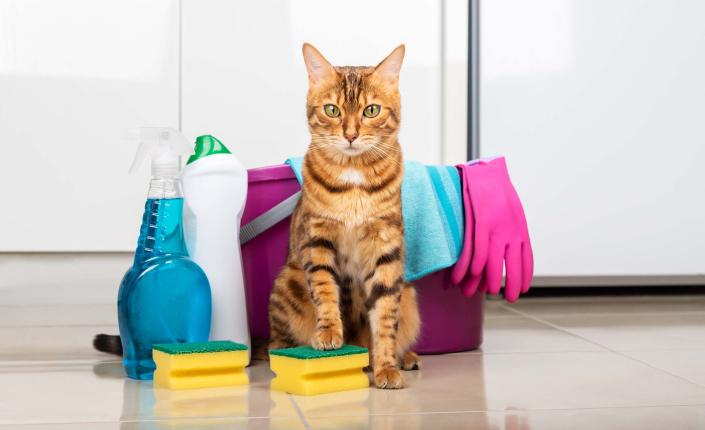 Bengal cat sitting next to cleaning supplies