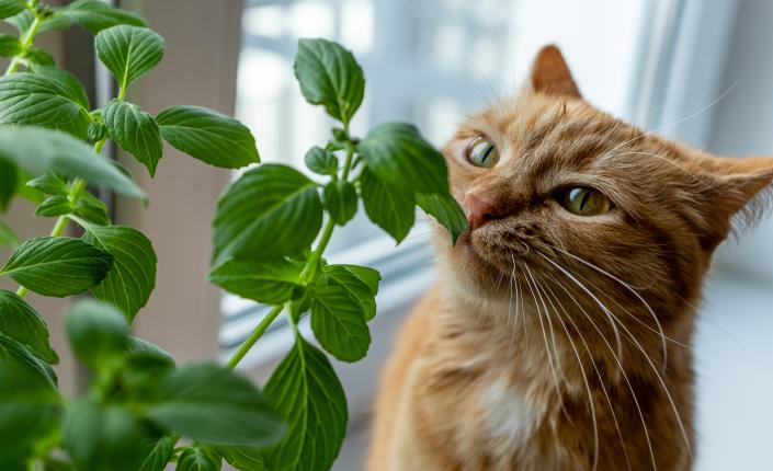 Cat sniffs plant growing on a windowsill, indoors.