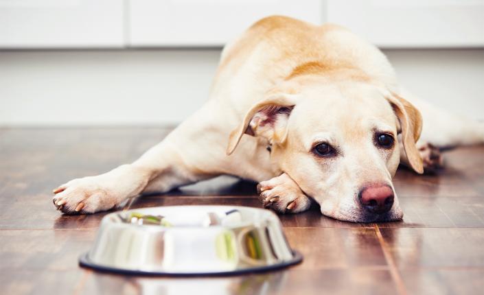 Yellow Lab laying beside a food bowl