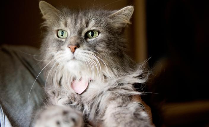 Beautiful senior long haired grey cat