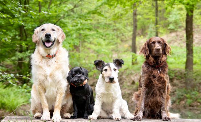 Four dogs sitting on a rock in the woods