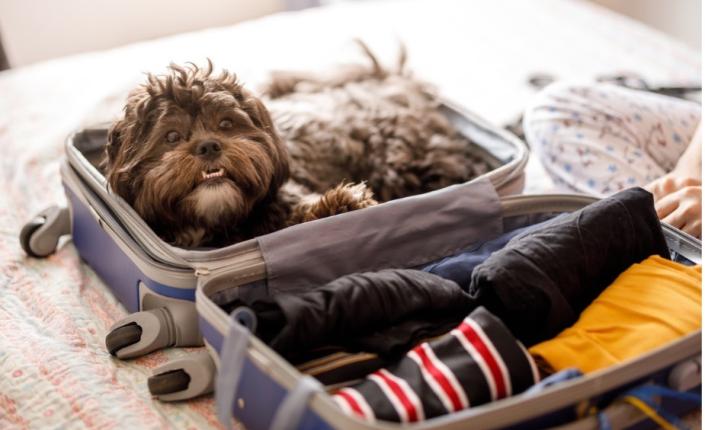 Small dog laying in a suitcase