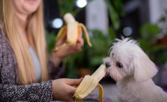 Young woman and dog eating banana