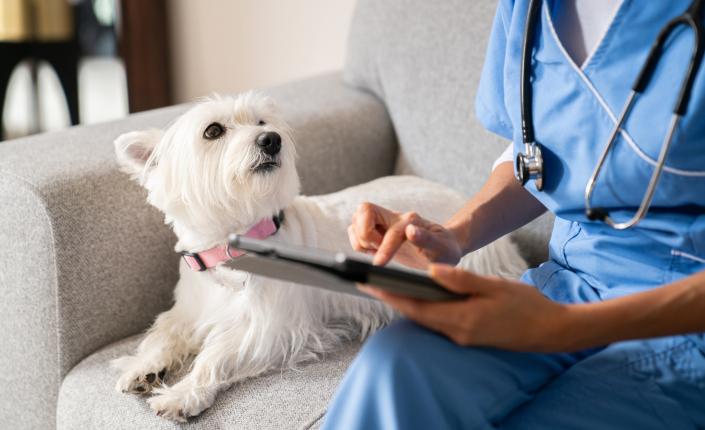 White dog with collar looking at the veterinarian