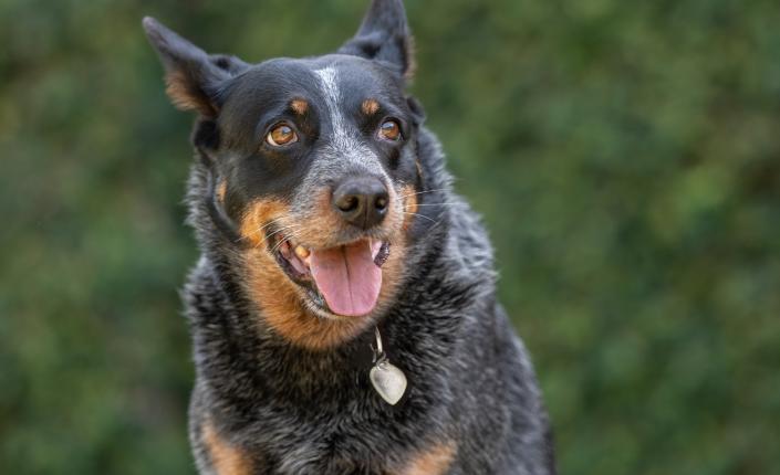 Australian Cattle Dog looking into camera