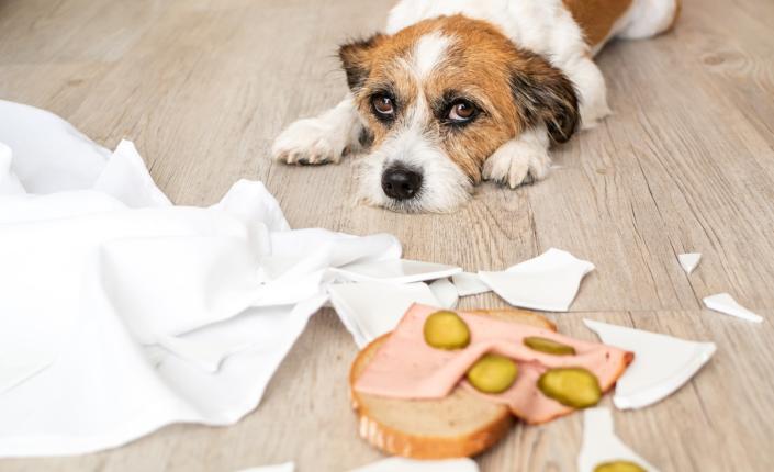 Dog looking sad next to ham sandwich and tissue