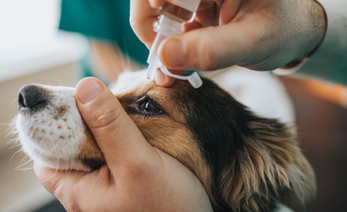 person administering eye drops in dog's eye