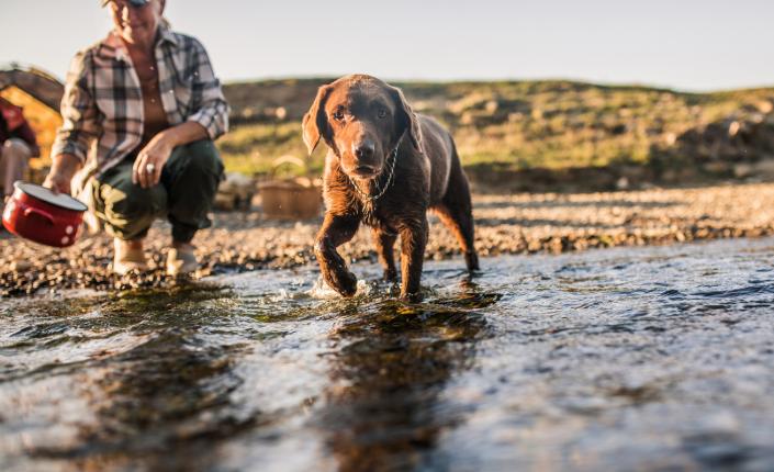 Brown dog walking through stream near person camping in grassy hills