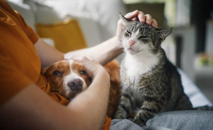 dog and cat sit in woman's lap on couch