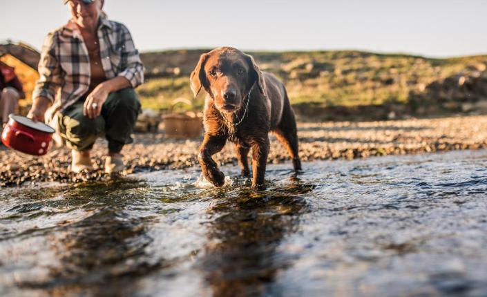 dog and man stand in creek looking for salmon