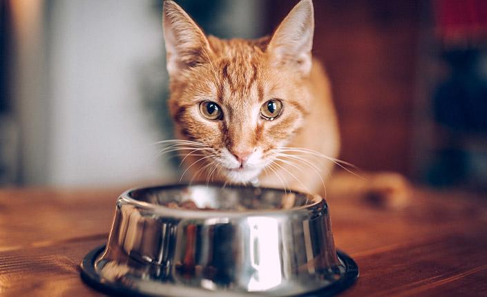 Orange cat at food bowl