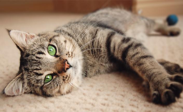 Cat laying on carpet