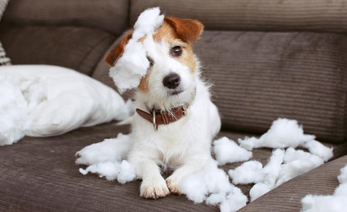 Jack Russell rips up pillow on couch