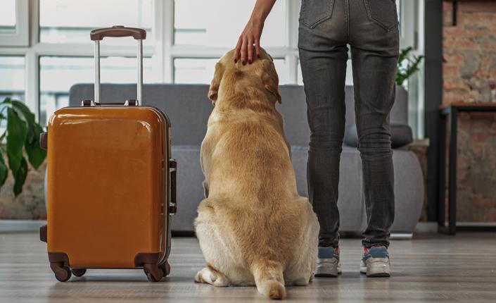 Dog and Owner with Suitcase