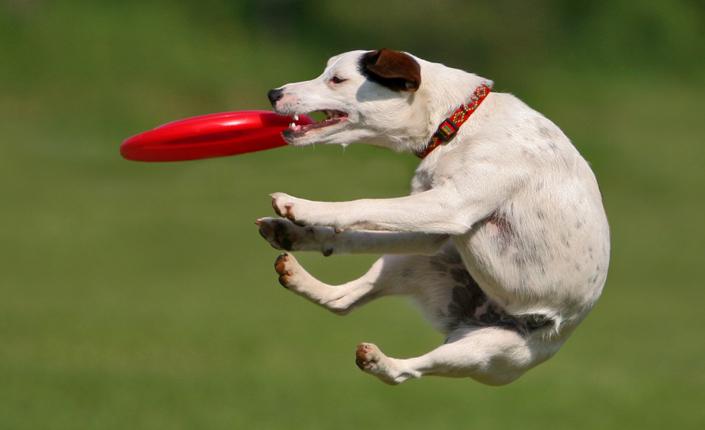 Dog catching frisbee in mid-air