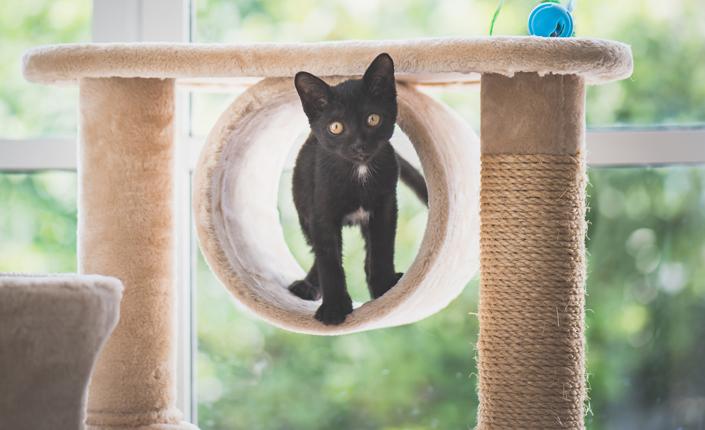 Black kitten playing in cat tree