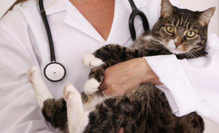 Cat with vet