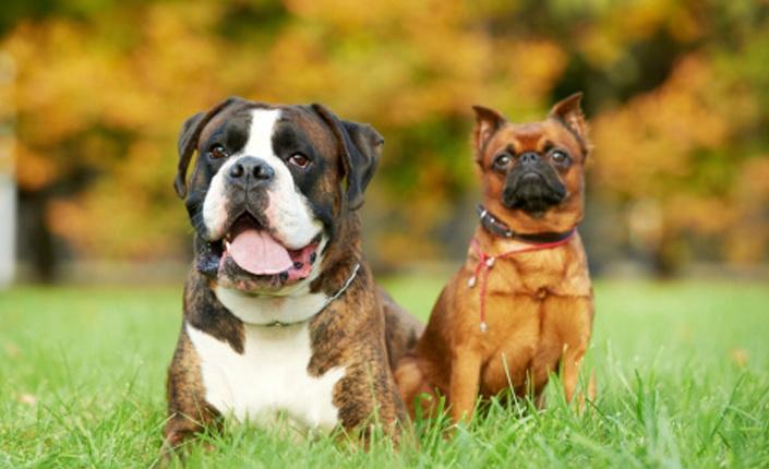 Two dogs sitting on grass
