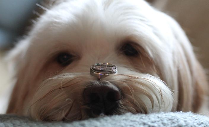 Small white dog with engagement ring balanced on nose