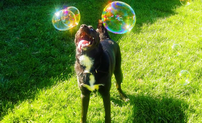 Large dog on lawn playing with bubbles
