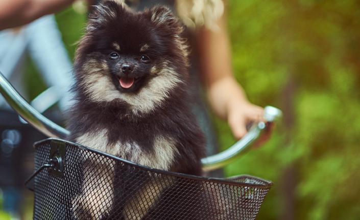 Small dog riding in bicycle basket