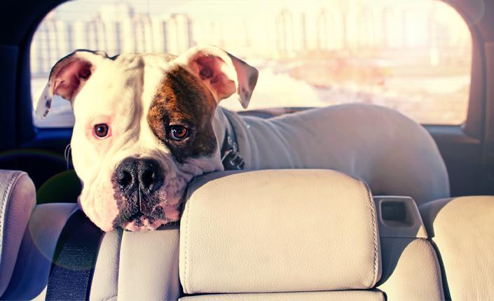 Dog looking into front seat from back of car