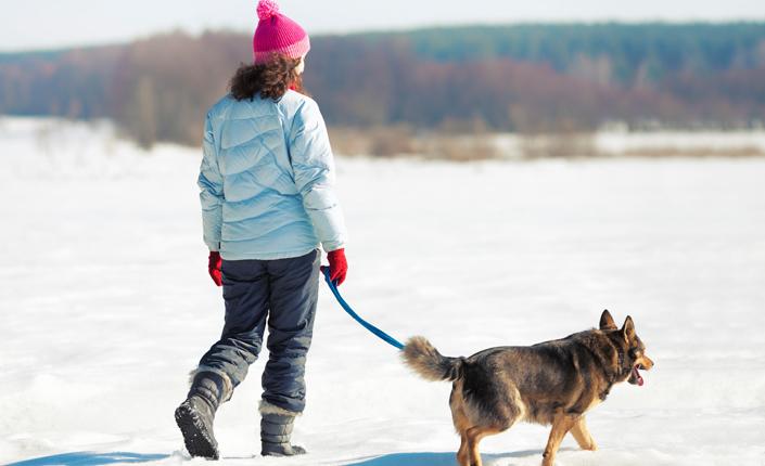 walking your dog in the winter 