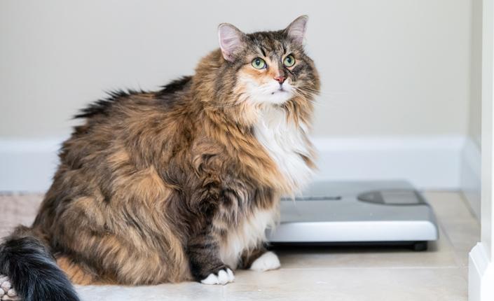 Large cat sitting beside scale
