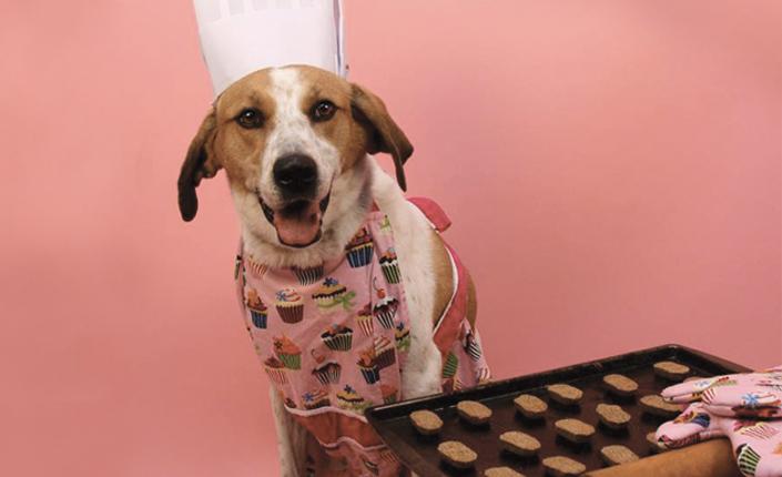 Dog with apron and cookies