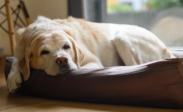 Yellow Lab Laying in Dog Bed