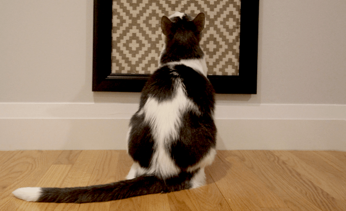 DIY: Cat Scratching Frame