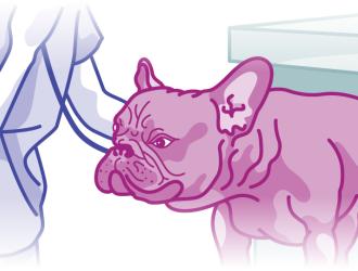 Illustration of French Bulldog with vet