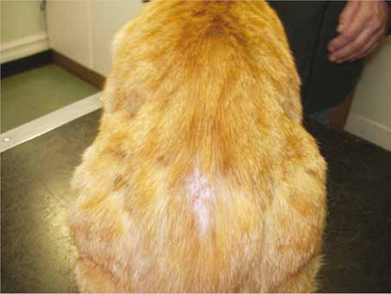 A picture of a dog with lesions on its back