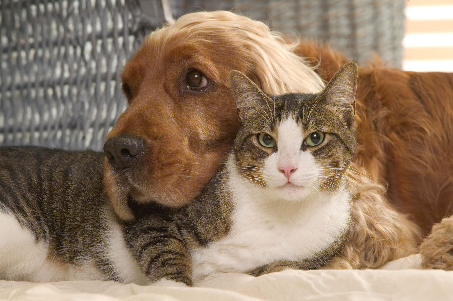 A dog and cat lay with faces touching next to each other.