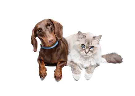 how-pet-insurance-works