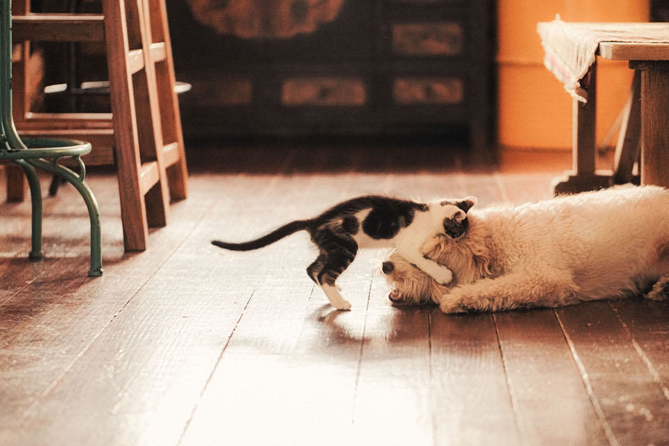 A cat caresses a dog’s head.